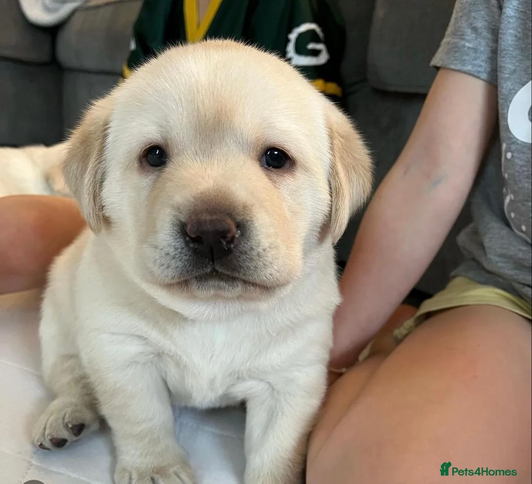 Labrador Retriever dogs for sale: White and Cream Labrador Retriever puppies. in Newport - Advert 9