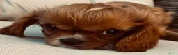 Cavalier King Charles Spaniel dogs for sale: Kennel Club registered ruby Cavalier boy puppies. - Advert 5