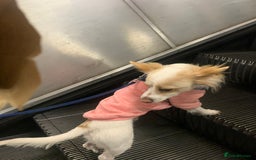 Mixed Breed dogs for sale: 🐾 Loving Homes Wanted for Two Puppies & Dad 🐾 - Image 7