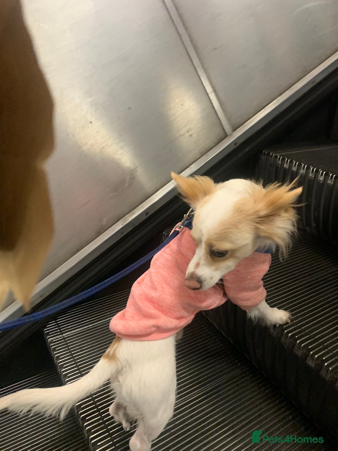 Mixed Breed dogs for sale: 🐾 Loving Homes Wanted for Two Puppies & Dad 🐾 - Image 7