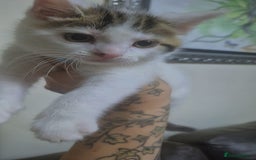 Mixed Breed cats for sale: British longhair mix Male kitten available  - Image 7