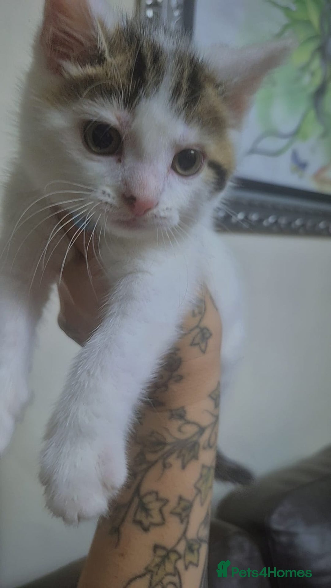Mixed Breed cats for sale: British longhair mix Male kitten available  - Image 7