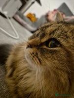 Persian cats Needing a new home - Advert 2