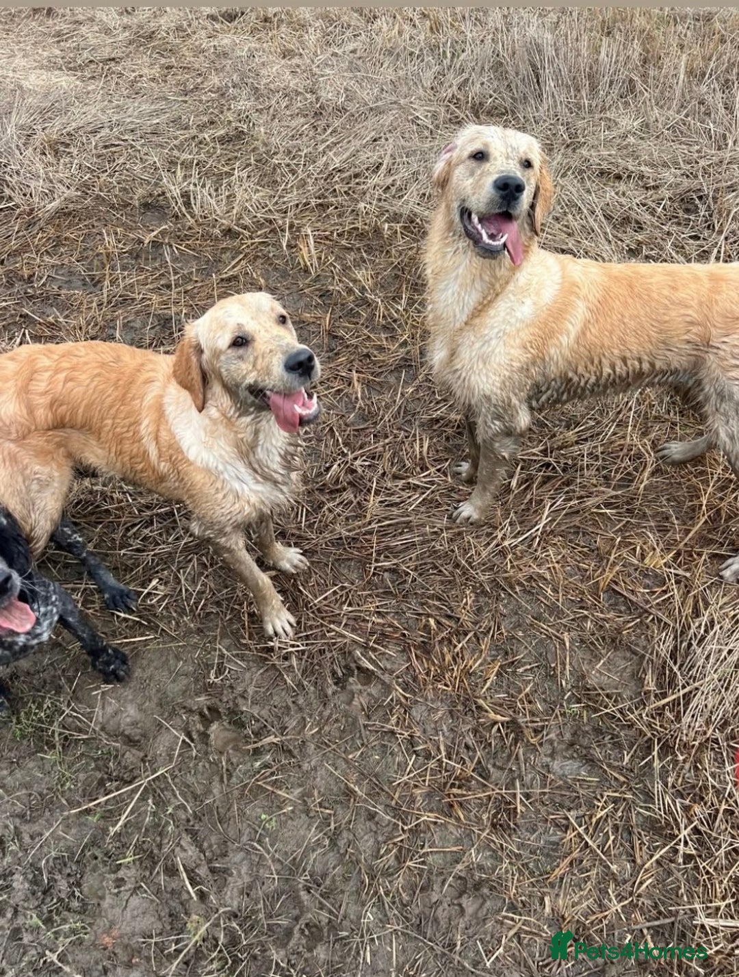 Golden Retriever dogs for sale: KC Registered Golden Retrievers  - Image 18