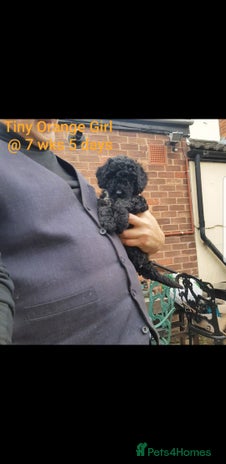 Sproodle dogs - Advert 2