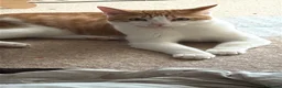 American Shorthair cats for sale: Lovely orange and white boy cats - Advert 10
