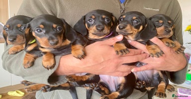 Miniature Dachshund dogs - Advert 5