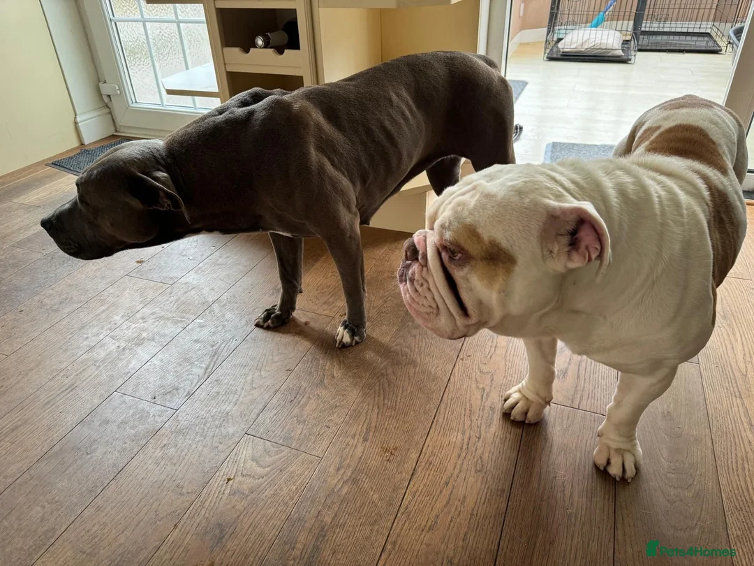 English Bulldog dogs for sale: English Bulldog Staffordshire Terrier - Advert 2