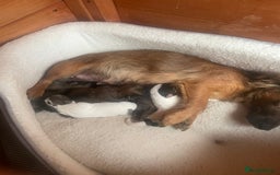 Jack Russell dogs for sale: Four Jack Russell puppies merle - Image 1