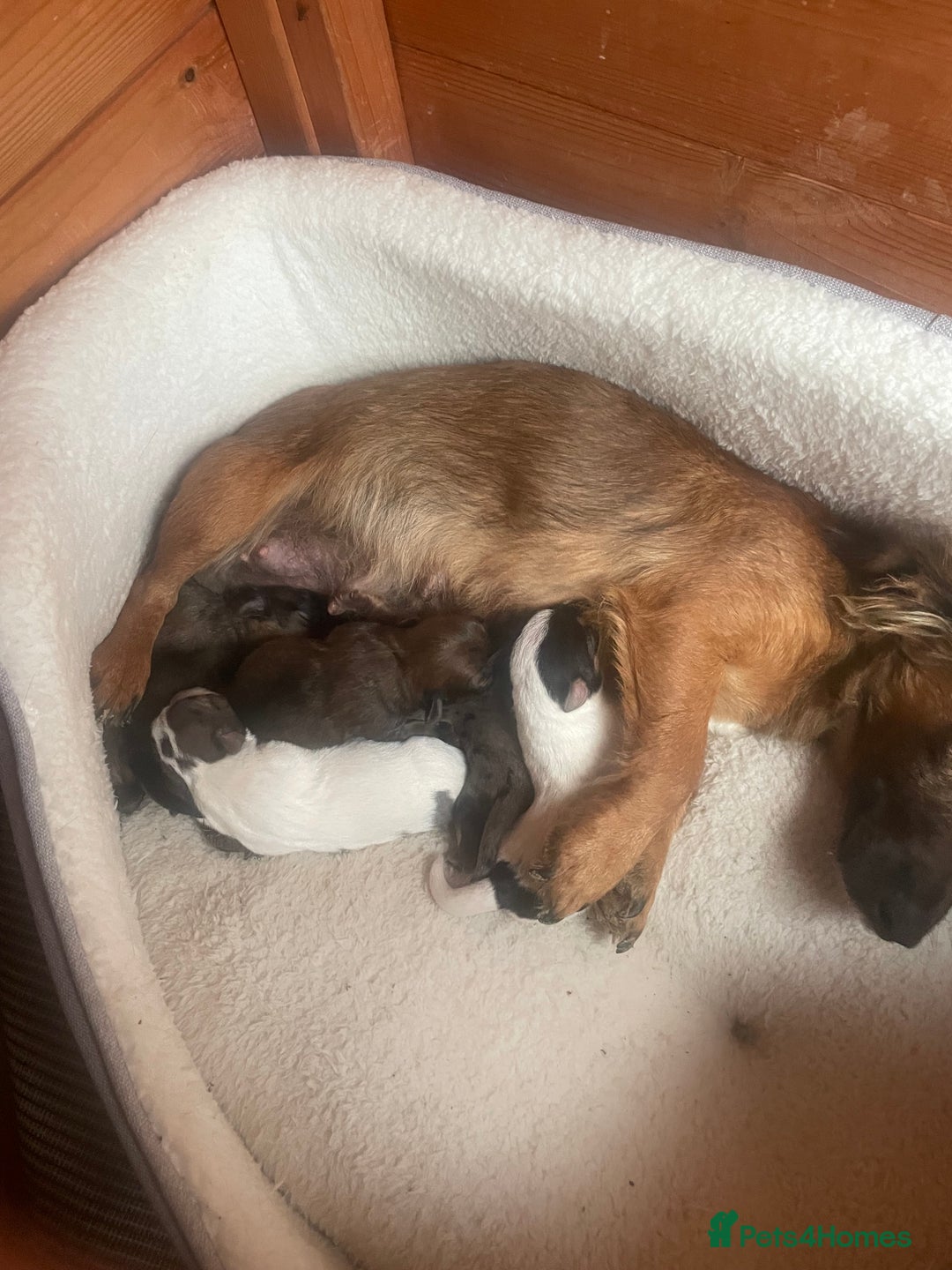 Jack Russell dogs for sale: Four Jack Russell puppies merle - Image 1