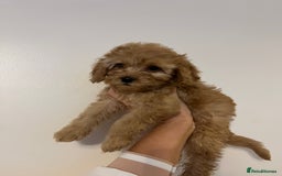 Cavapoo dogs for sale: Stunning Cavapoo puppies - Image 19
