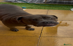 Mixed Breed dogs for sale: Beautiful mixed breed looking for her foreve home. - Image 5