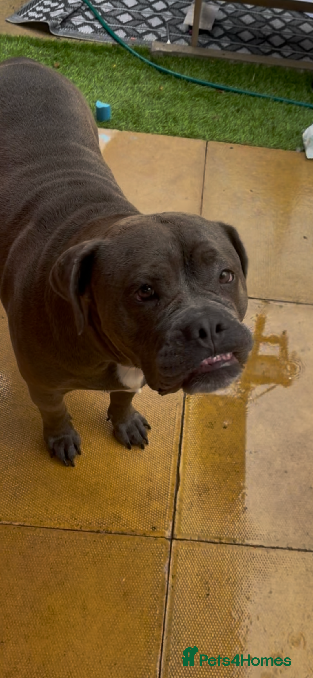 Mixed Breed dogs for sale: Beautiful mixed breed looking for her foreve home. - Image 5