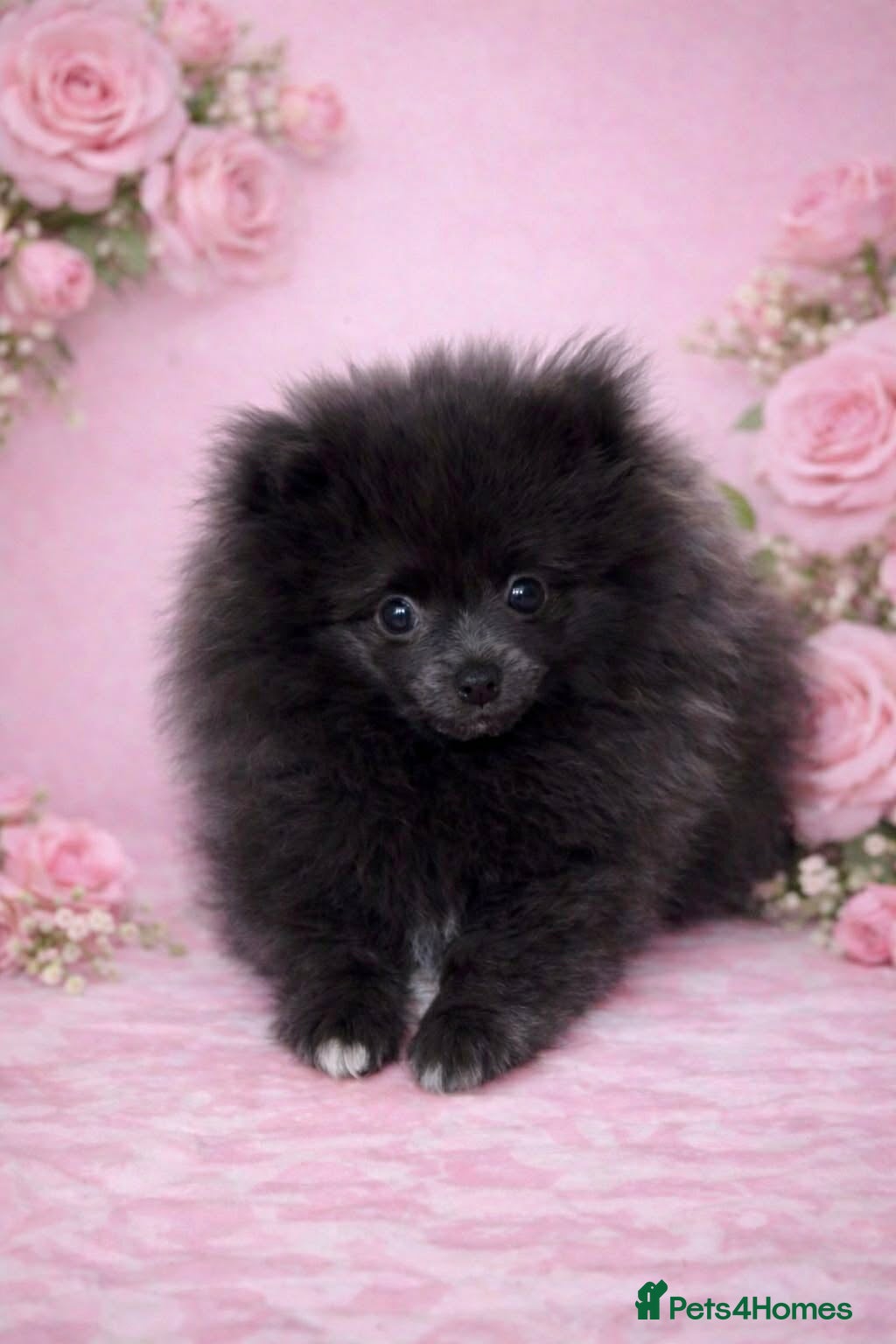 Pomeranian dogs Rarely Blue Pomeranian puppy - Advert 7