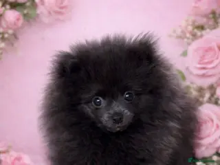 Pomeranian dogs Rarely Blue Pomeranian puppy - Advert 7