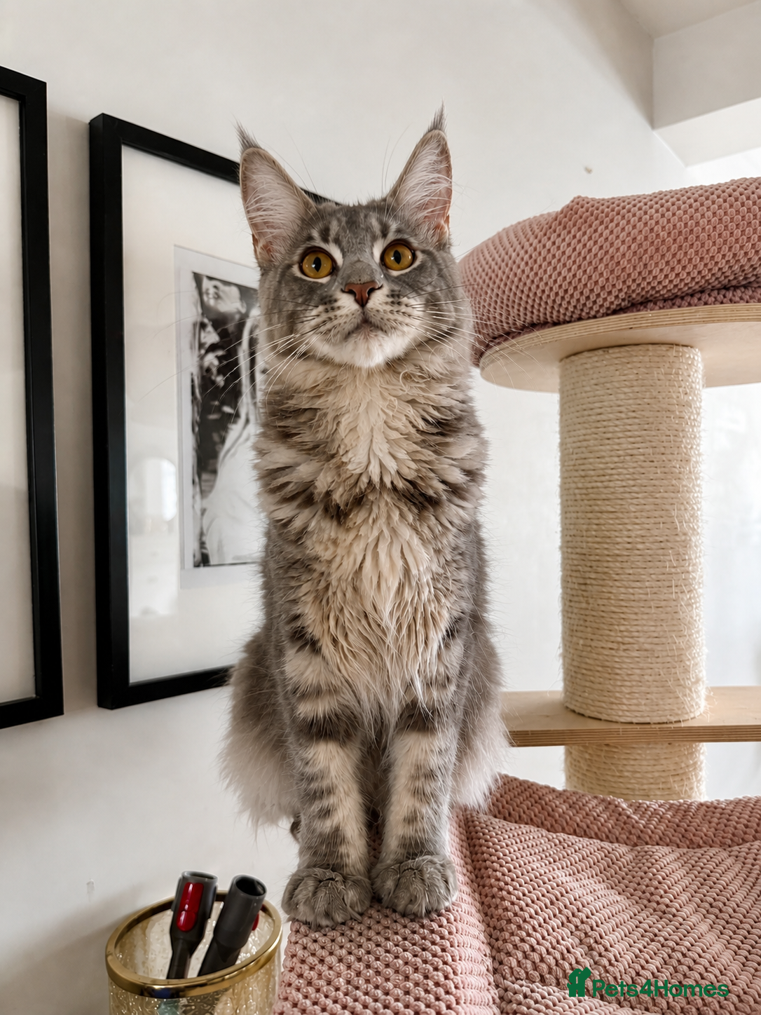 Maine Coon cats Pedigree Massive TICA registered kittens  - Advert 2