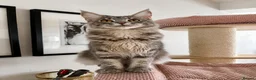 Maine Coon cats for sale: Pedigree Massive TICA registered kittens  - Advert 13