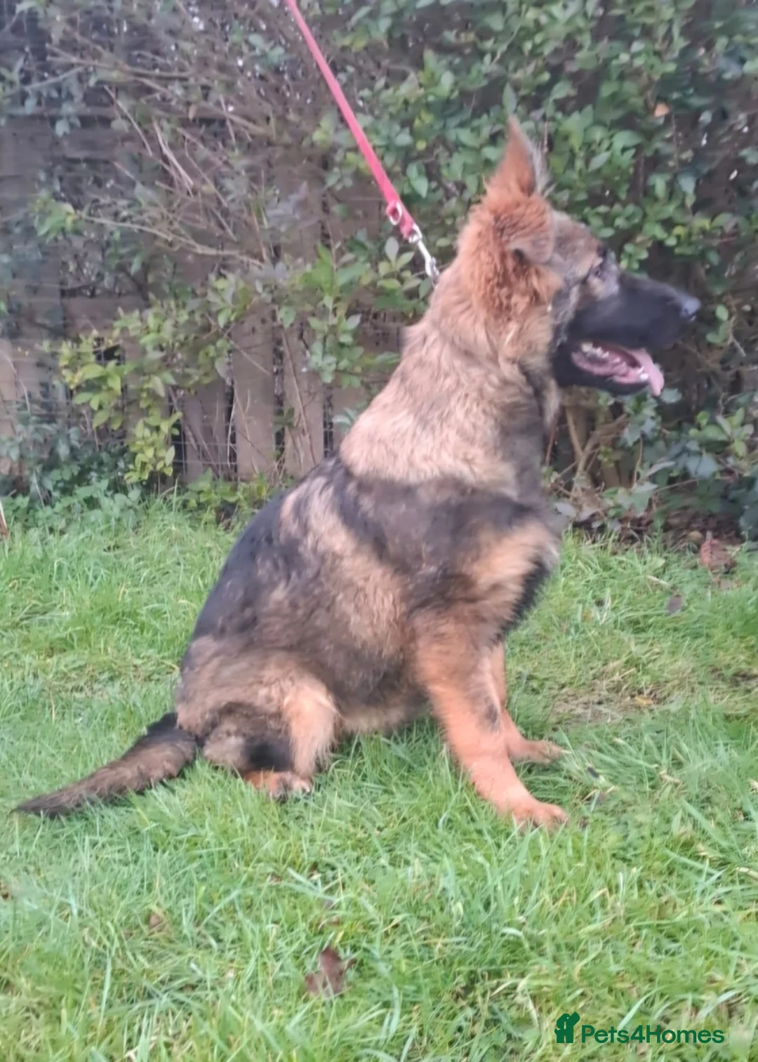 German Shepherd dogs for sale: stunning German Shepard puppies - Advert 12