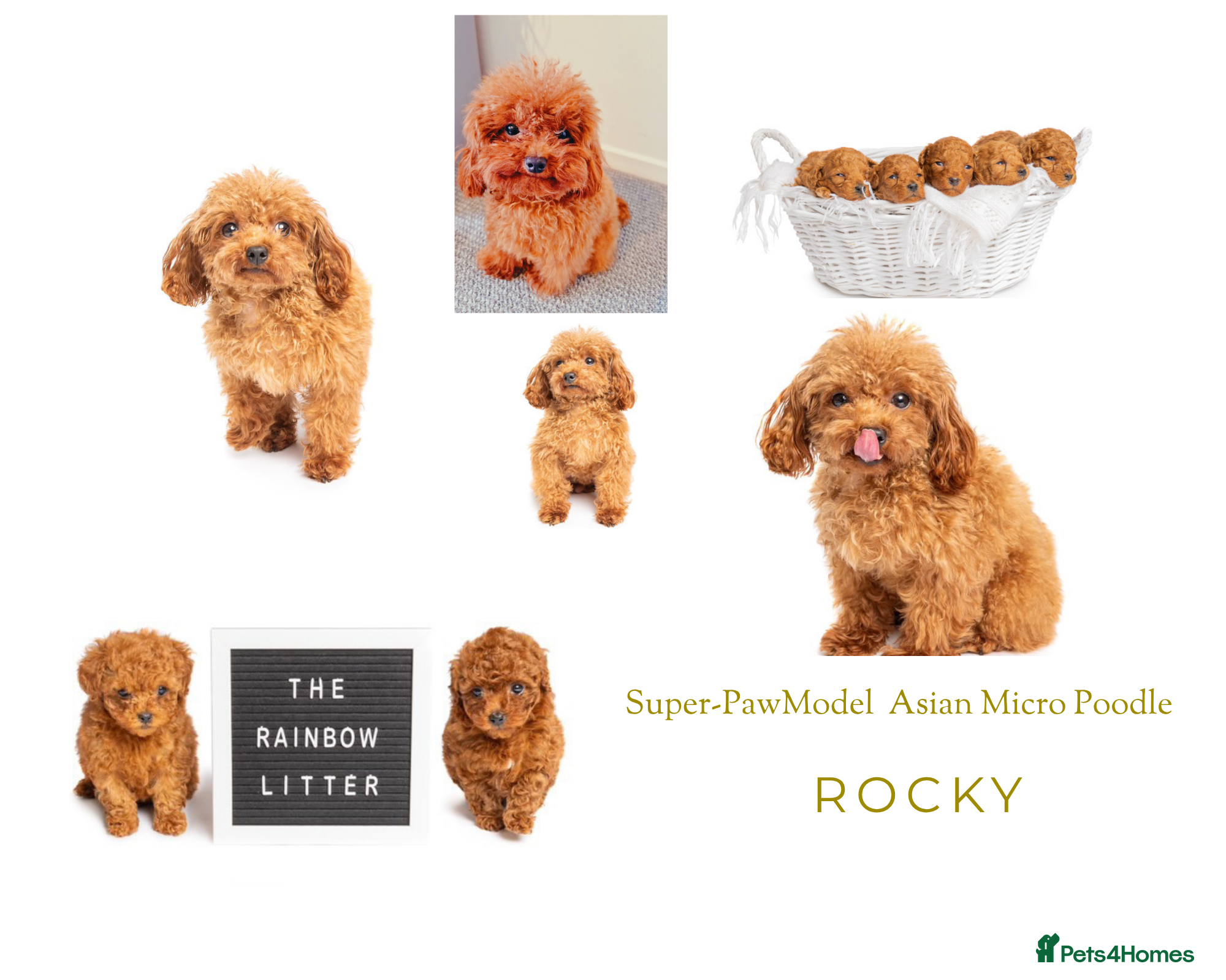 Toy Poodle dogs Asian Line Micro Toy Poodle  - Advert 1