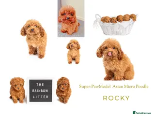 Toy Poodle dogs Asian Line Micro Toy Poodle - Advert 2