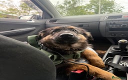 Mixed Breed dogs for sale: German Shepard/collie - Image 2
