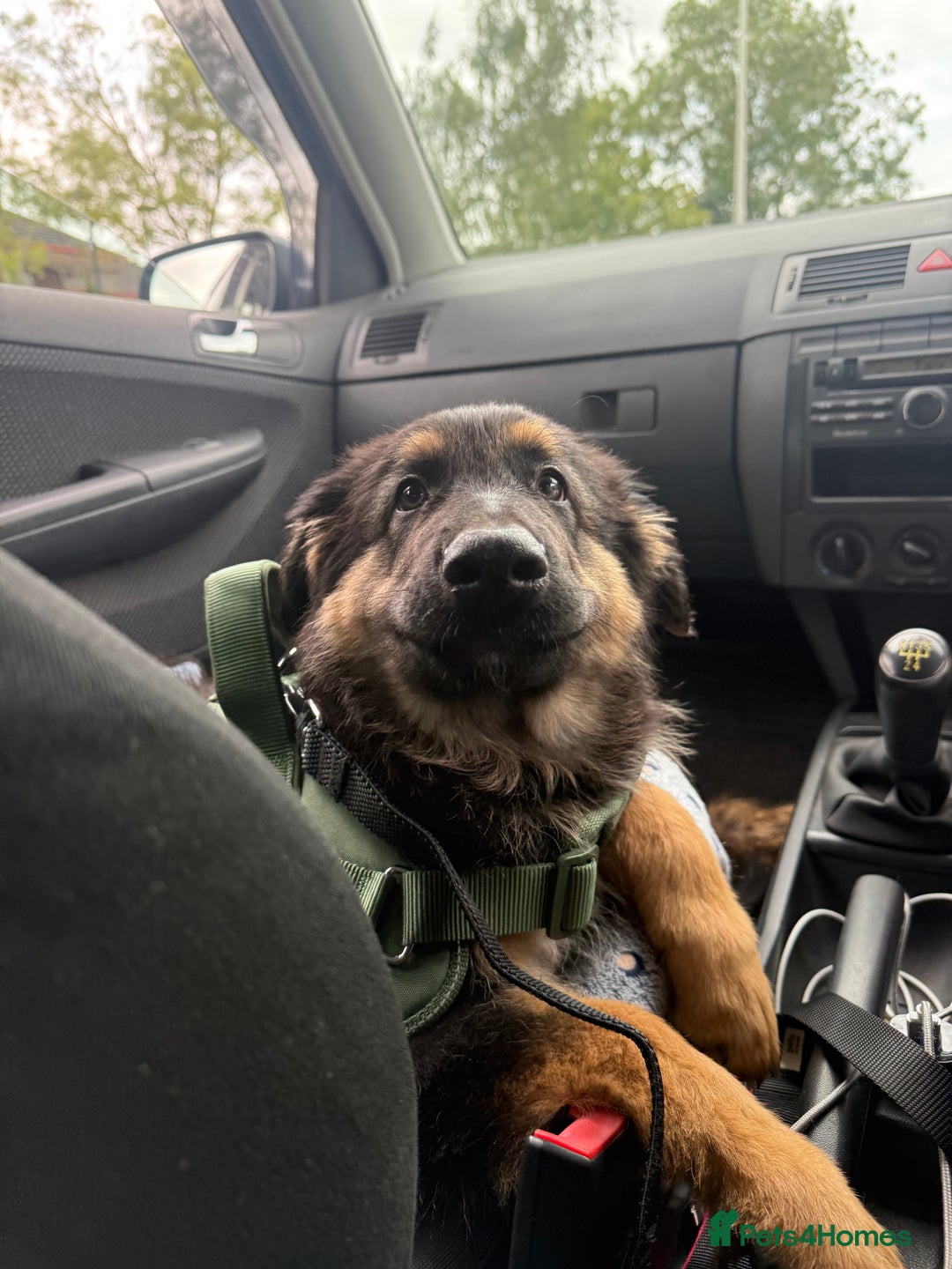 Mixed Breed dogs for sale: German Shepard/collie - Image 2