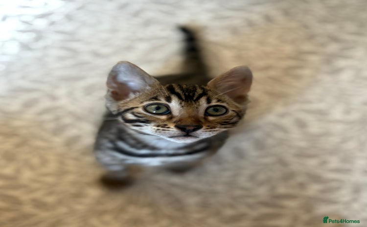 Bengal cats - Advert 2