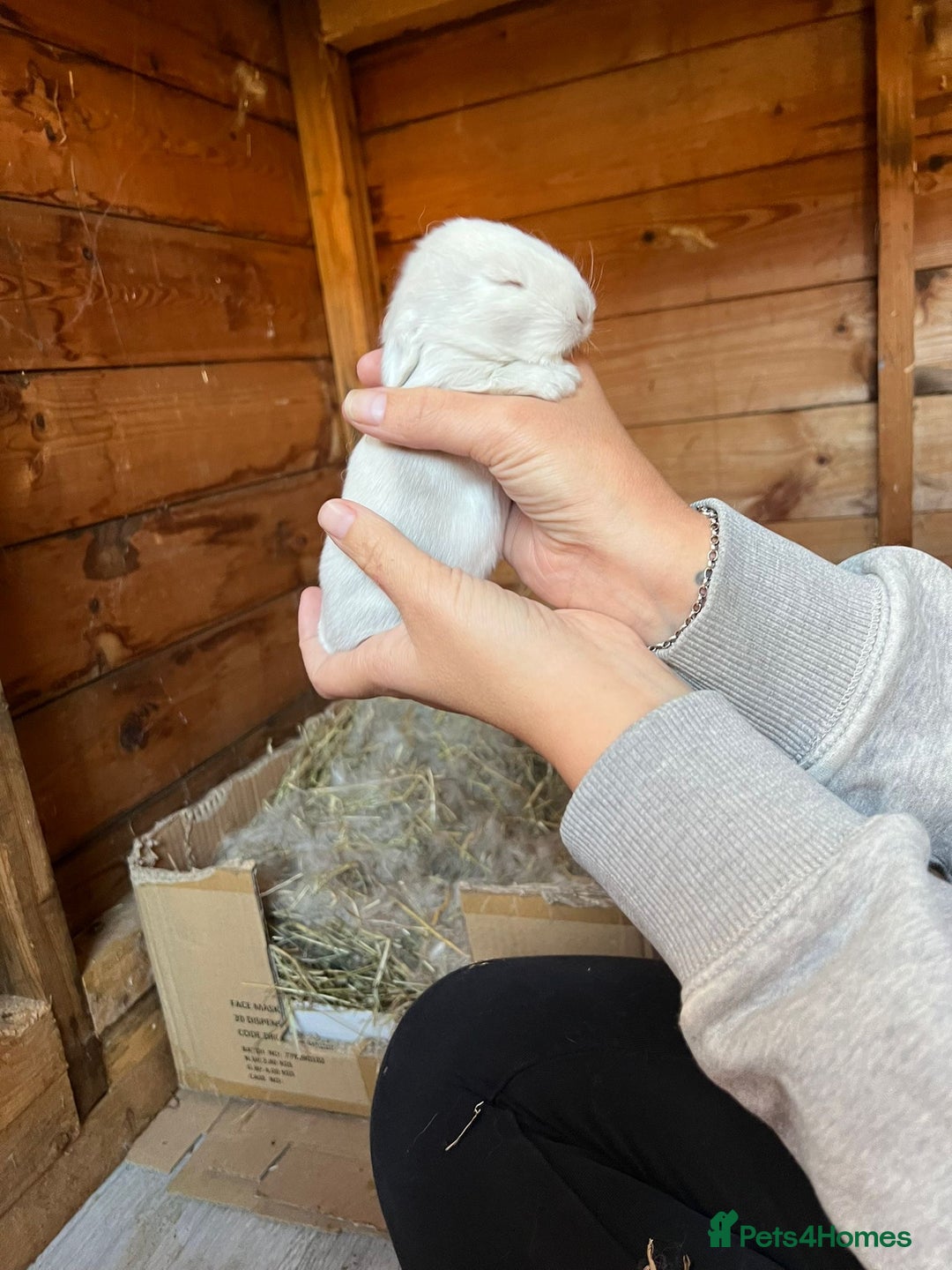 French Lop rabbits for sale: 🩵Stunning litter pure bred blue eye French lops🩵 - Image 25