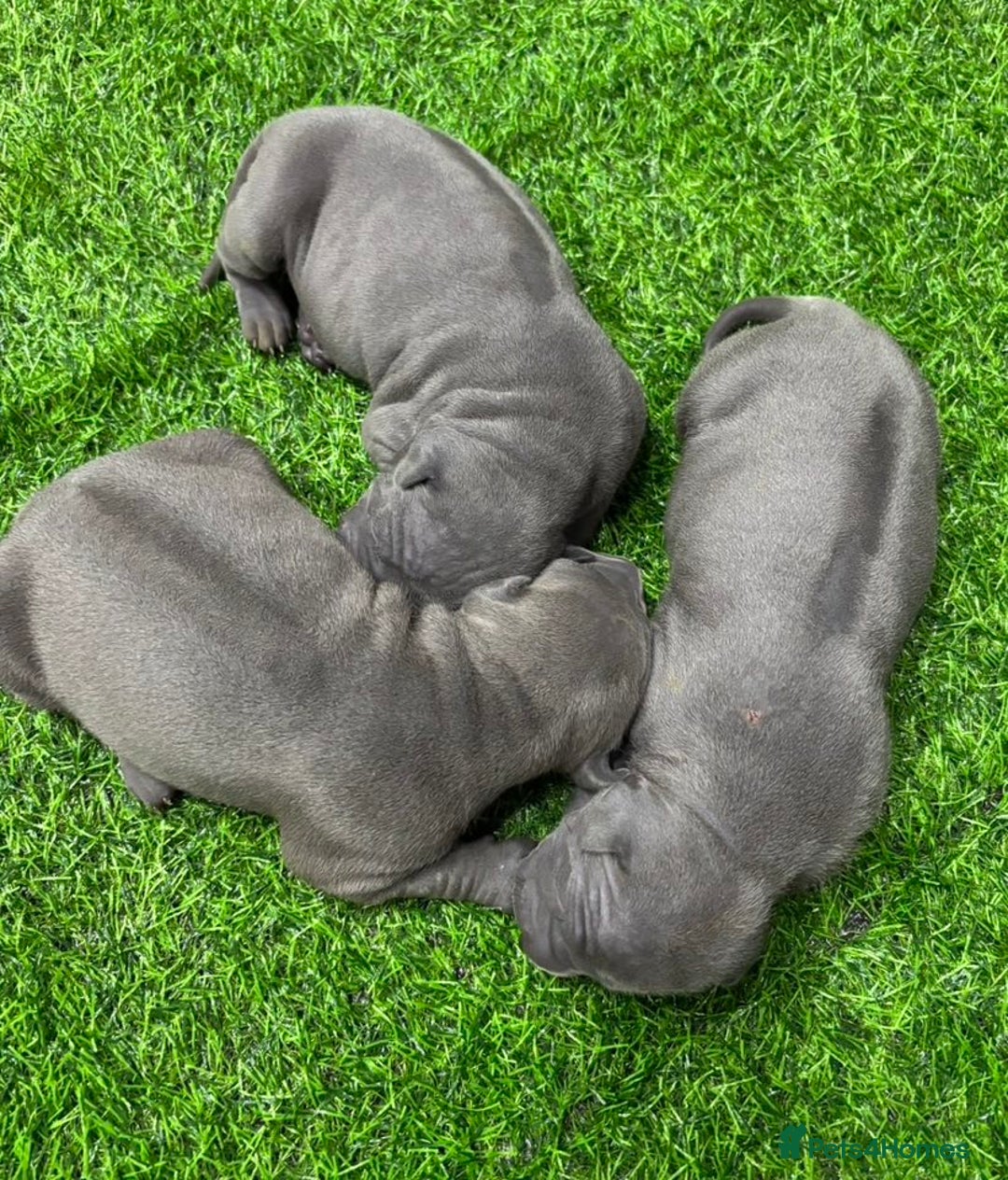 Thai Ridgeback dogs for sale: Stunning Blue Thai Ridgeback Puppies for Sale - Advert 3