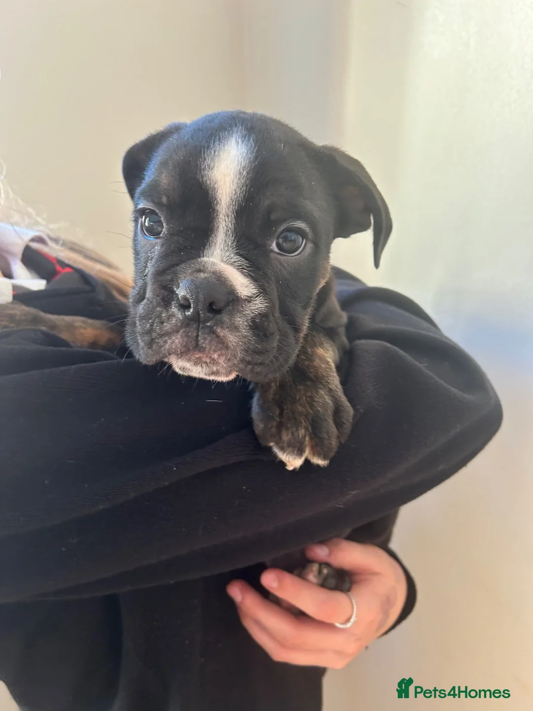Mixed Breed dogs for sale: Old English bulldogs - Advert 2