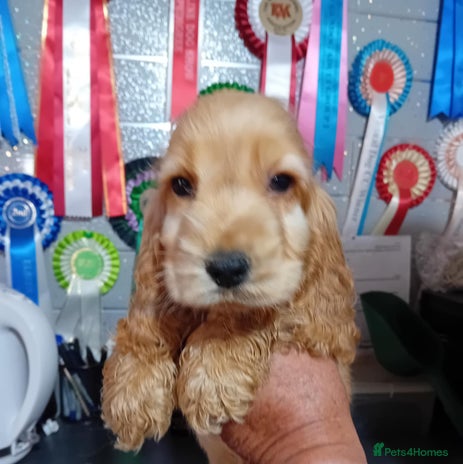 Cocker Spaniel dogs - Advert 12