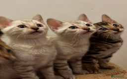 Bengal cats for sale: Snow and Brown boy TICA bengal kittens  - Image 1
