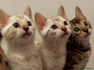 Bengal cats - Advert 2