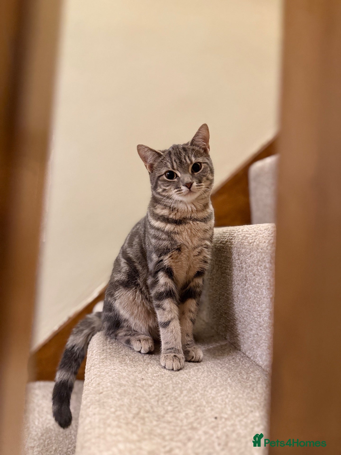 Mixed Breed cats Barfi, tabby grey female cat - Advert 5
