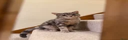 Mixed Breed cats for sale: Barfi, tabby grey female cat - Advert 1