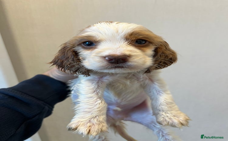 Cocker Spaniel dogs - Advert 3