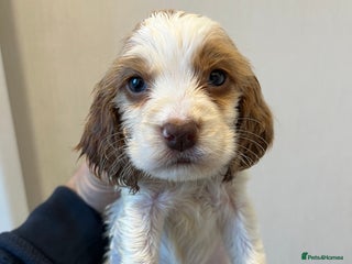 Cocker Spaniel dogs - Advert 1