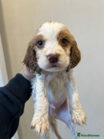 Cocker Spaniel dogs - Advert 3