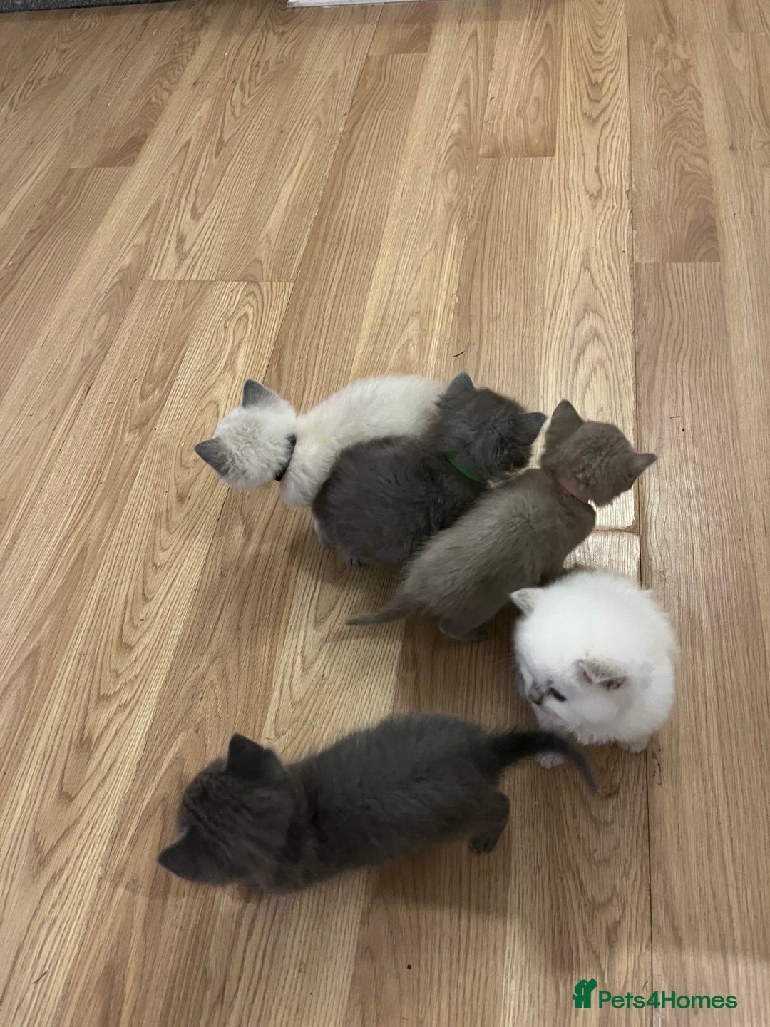 Mixed Breed cats for sale: Beautiful Ragdoll x BSH kittens for sale! - Image 20