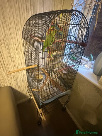 Ringnecks birds - Advert 20