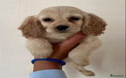 Cockapoo dogs for sale: Stunning cockapoo puppies - Image 2