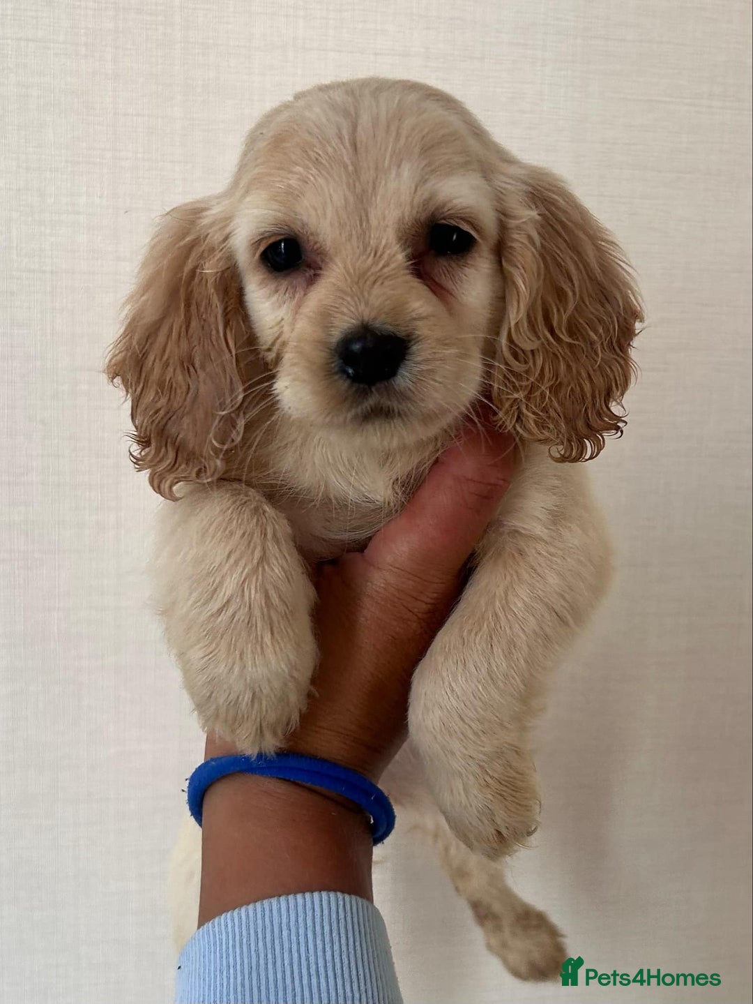 Cockapoo dogs for sale: Stunning cockapoo puppies - Image 2