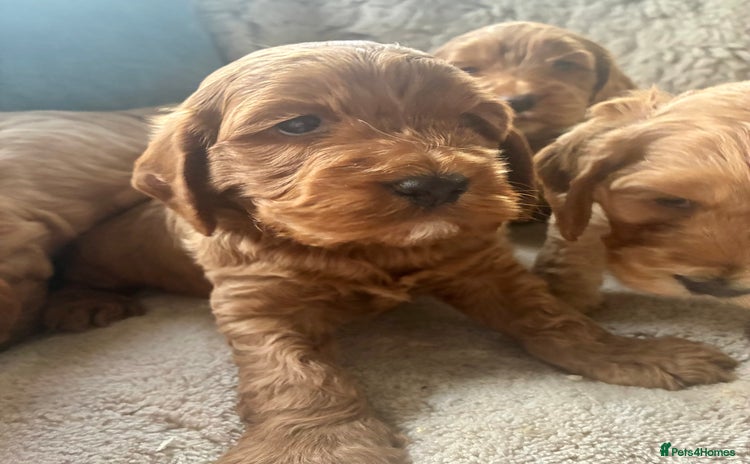 Cockapoo dogs - Advert 4