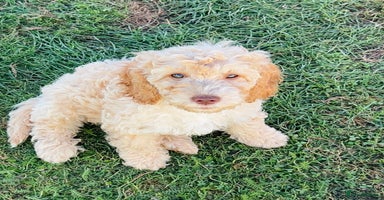 Cockapoo dogs - Advert 9