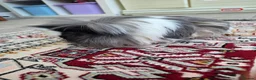 Guinea Pig rodents for sale: 1 year old Peruvian silkies in Purley - Advert 6