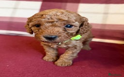 Labradoodle dogs for sale: Adorable Miniature Labradoodle F1bb Puppies🤩 - Image 9
