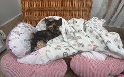 Mixed Breed cats for sale: 2 girl rescue kittens - Image 10