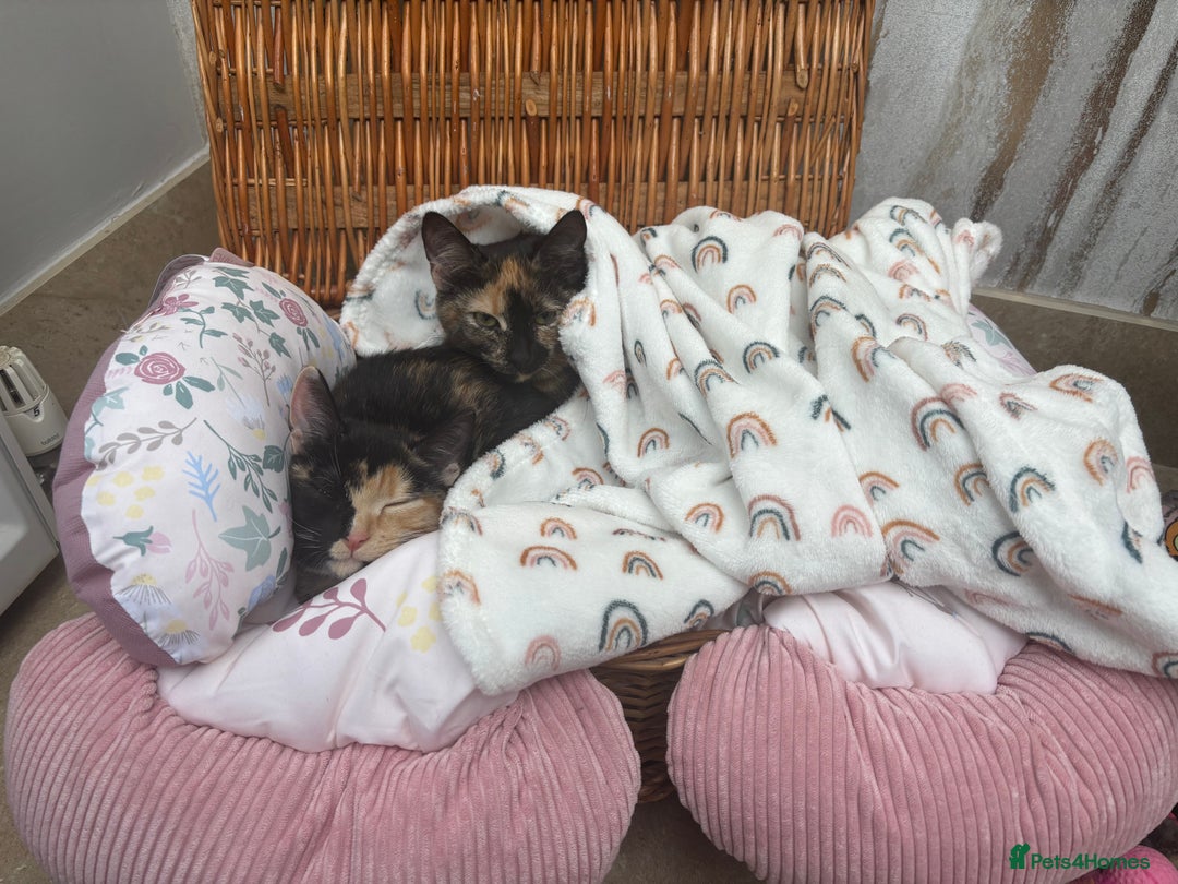 Mixed Breed cats for sale: 2 girl rescue kittens - Image 10