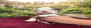 Olde English Bulldogge 2