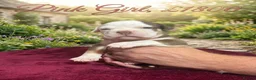 Olde English Bulldogge dogs for sale: 12 olde English bulldogs  - Advert 14